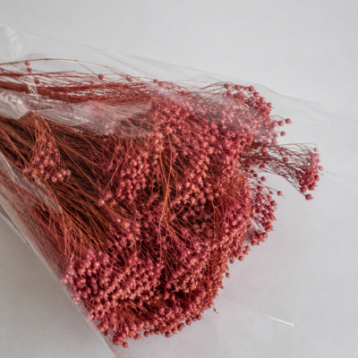 Droogbloemen bundel Broom bloom marsala
