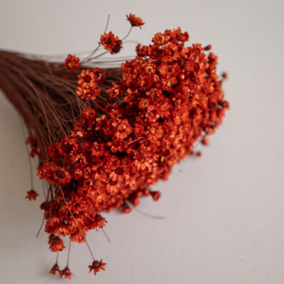 Droogbloemen bundel Glixia oranje