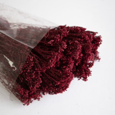 Droogbloemen bundel Broom bloom bordeaux