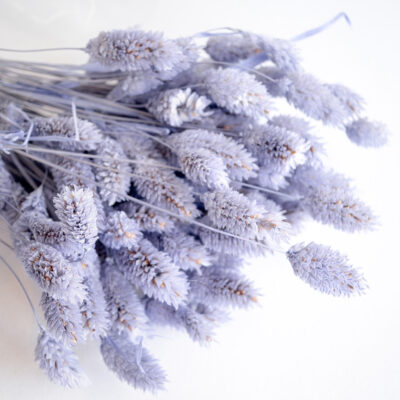 Droogbloemen bundel Lagurus - pruim mist