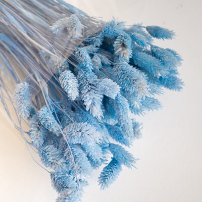 Droogbloemen bundel Lagurus - pruim mist