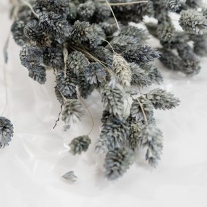 Droogbloemen bundel phalaris grijs