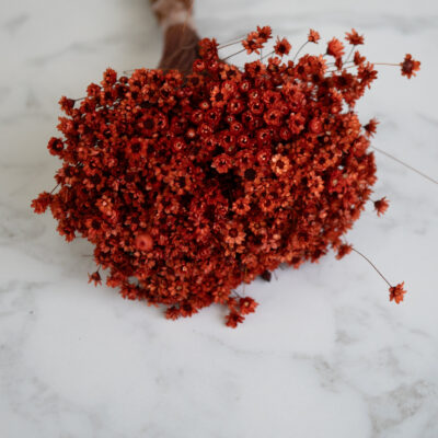 Droogbloemen bundel Glixia terracotta