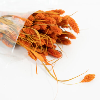 Droogbloemen bundel Phalaris oranje