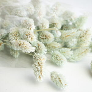 Droogbloemen bundel phalaris - zacht groen