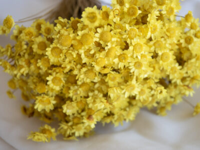 Droogbloemen bundel Glixia geel