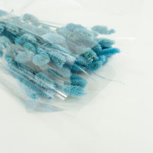 Droogbloemen bundel Lagurus Aqua lichtblauw