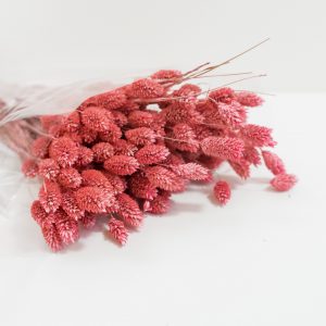 Droogbloemen bundel Phalaris pink