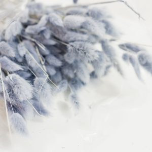 Droogbloemen bundel Lagurus grijs