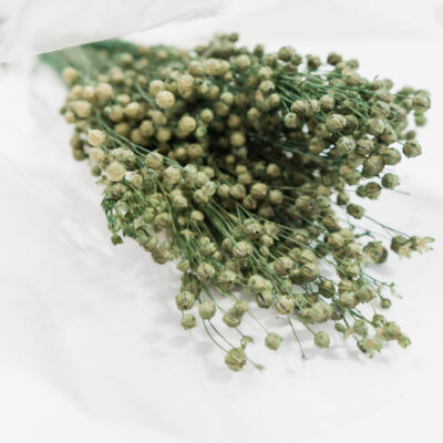 Droogbloemen bundel Linum (vlas) Groen