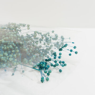 Droogbloemen bundel Linum (vlas) blauw