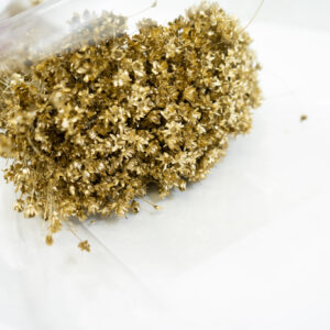Droogbloemen bundel glixia goud